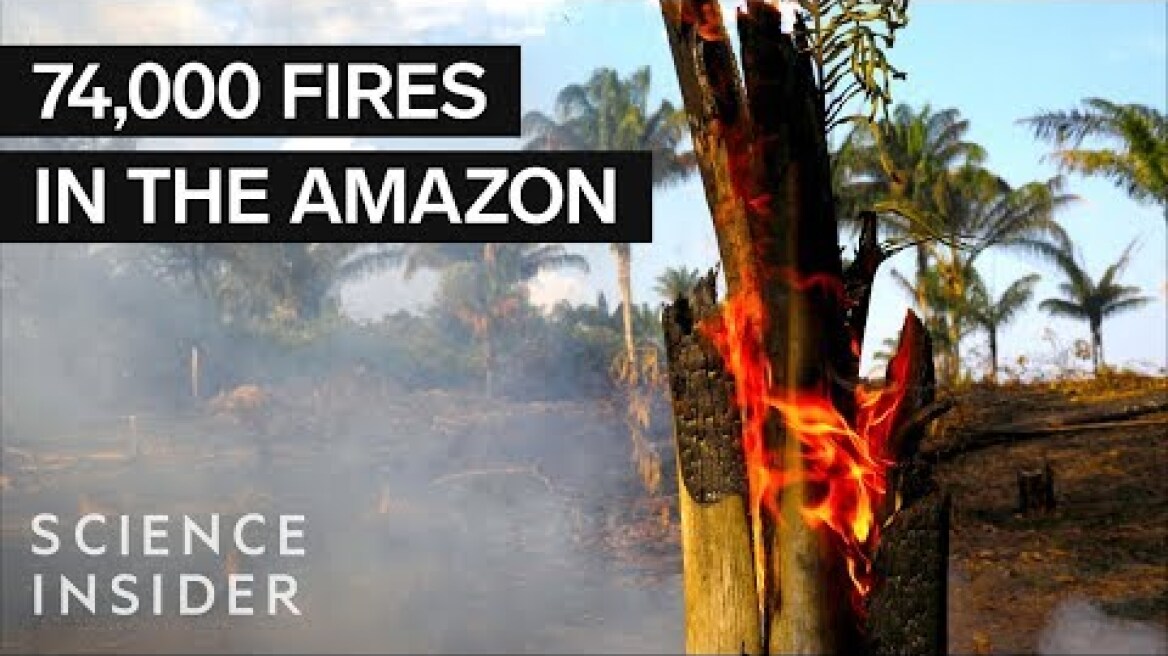 Why The Amazon Fires Are Such A Big Deal