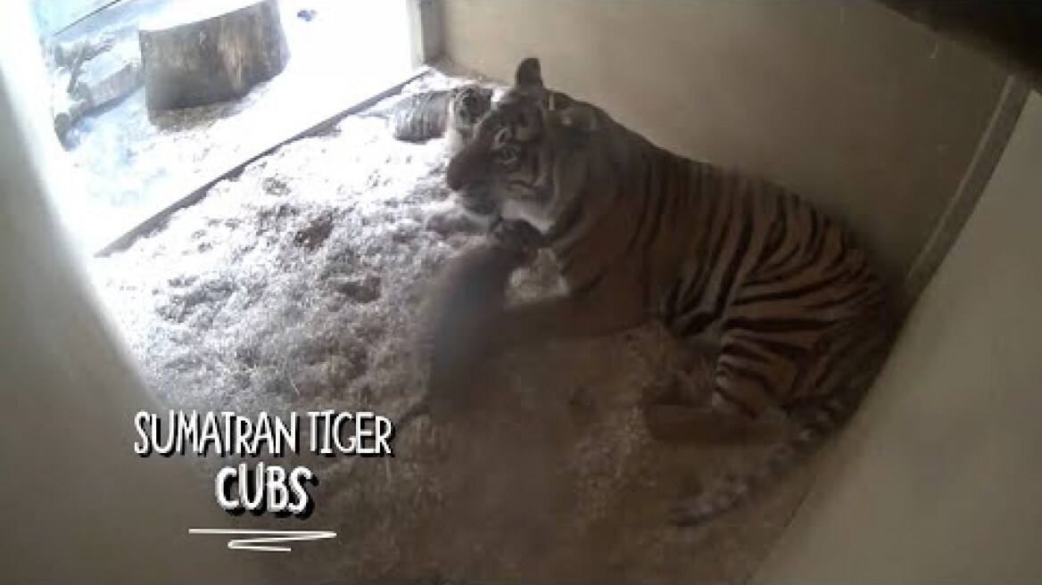 Sumatran tiger cubs born at Chester Zoo! 🐯🙌