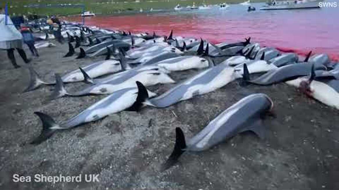 Hundreds of dolphins dead on a beach in annual Faroe Islands hunt