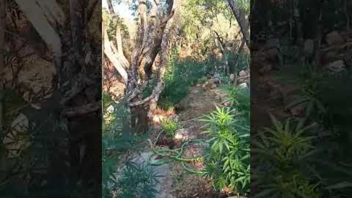 Μεσσηνία: Συνελήφθη 44χρονος Αλβανός για καλλιέργεια δενδρυλλίων κάνναβης