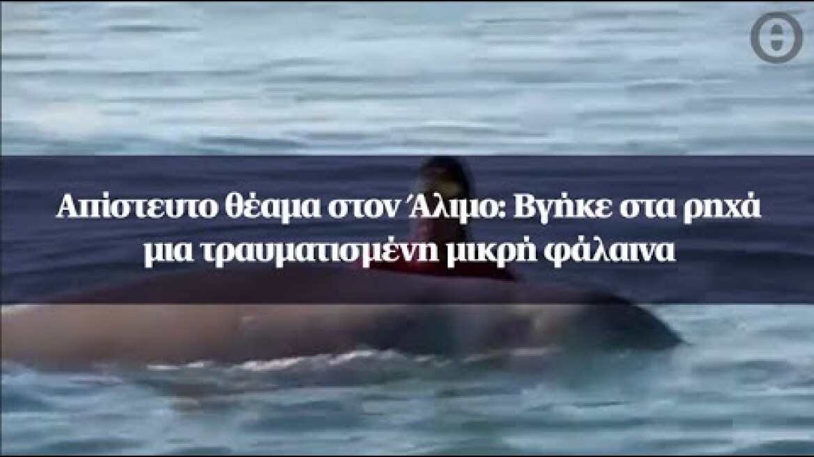 Απίστευτο θέαμα στον Άλιμο: Βγήκε στα ρηχά μια τραυματισμένη μικρή φάλαινα