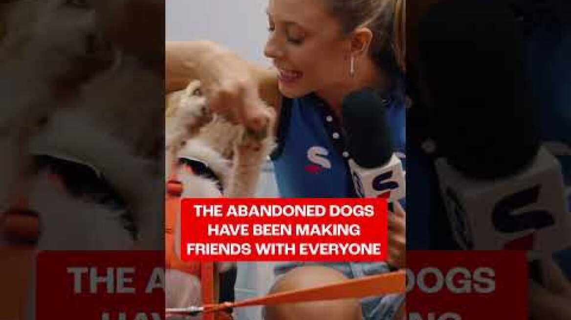 Meet The Ball Dogs Ot The Rio Open 🐶