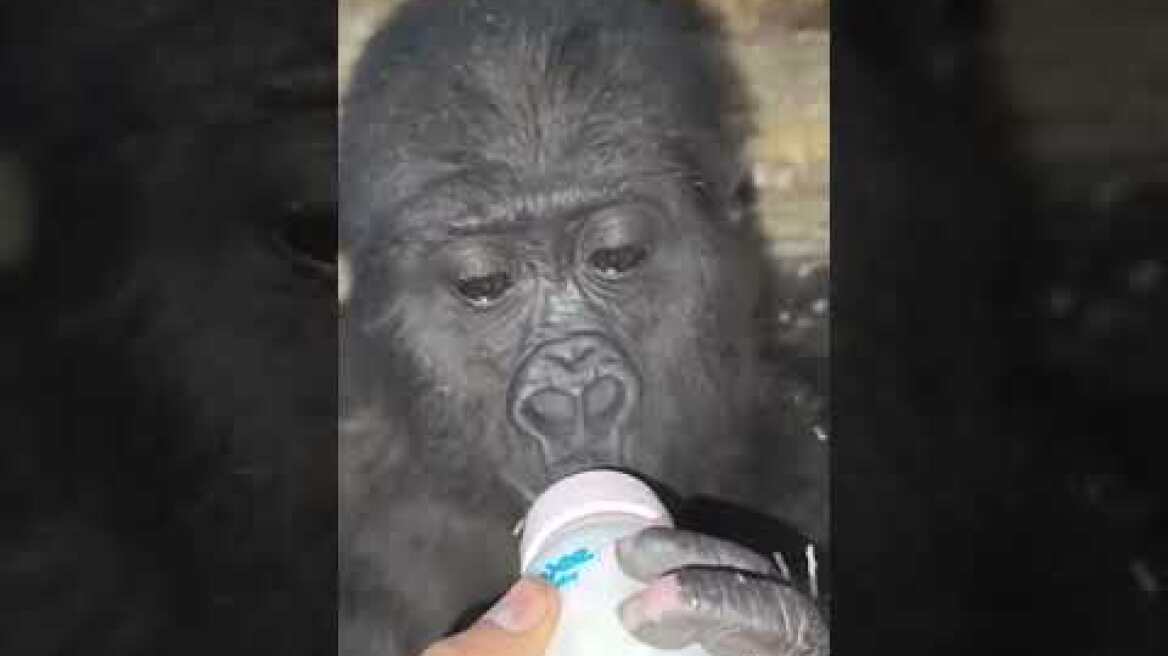 Baby Gorilla Seized  At Istanbul Airport