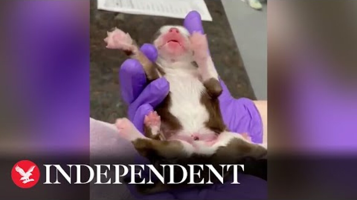 Puppy born with six legs