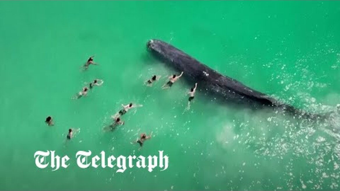 Beachgoers touch whale straying 'dangerously close' to Perth shore