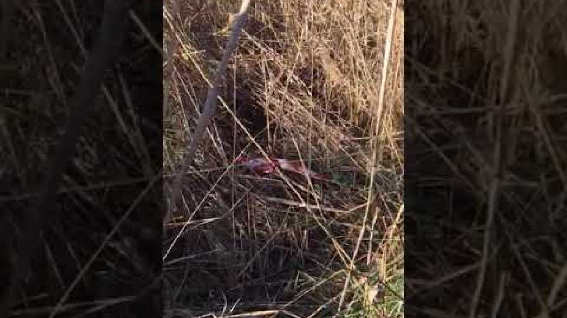 Το σημείο που βρέθηκε ο Μπάμπης στο Μεσολόγγι