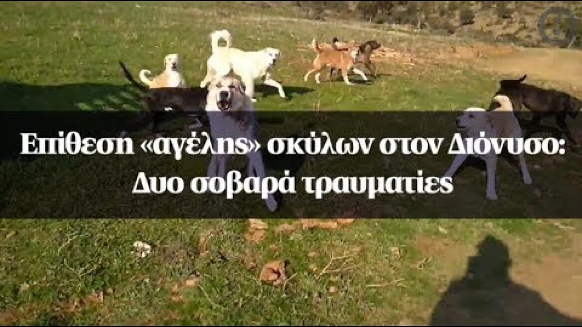 Επίθεση «αγέλης» σκύλων στον Διόνυσο: Δυο σοβαρά τραυματίες