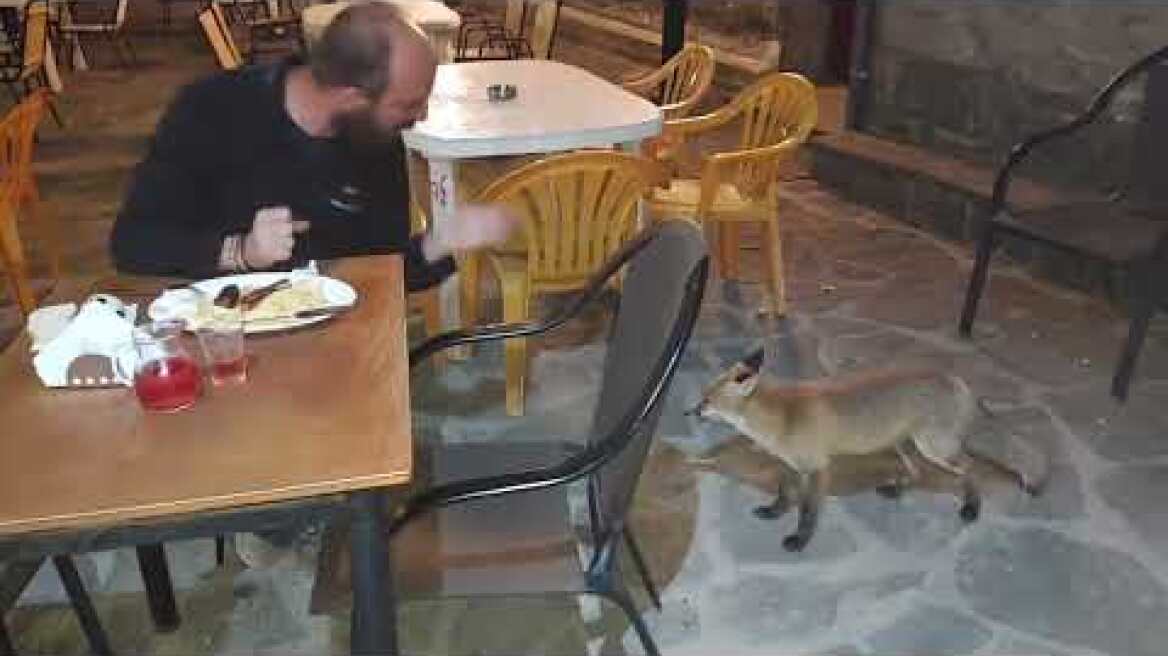 LamiaReport.gr: Μια αλεπού έχει γίνει μόνιμη κάτοικος στο χωριό Γραμμένη Οξυά