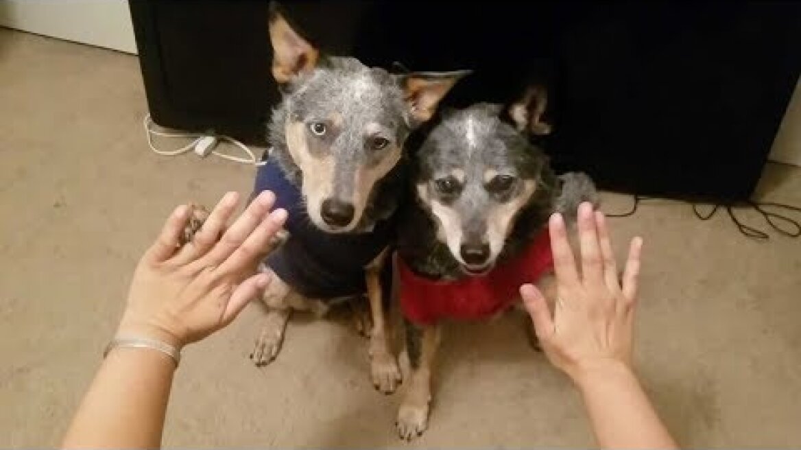 Εντυπωσιακοί σκύλοι-ακροβάτες