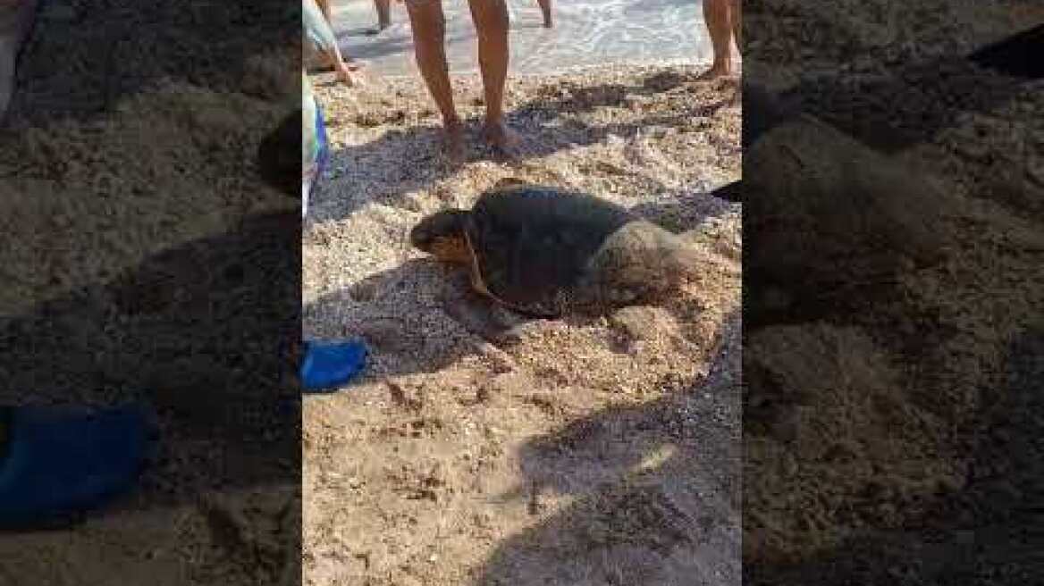 Τραυματισμένη θαλάσσια χελώνα στην  Παλιόβαρκα του Μυτικα