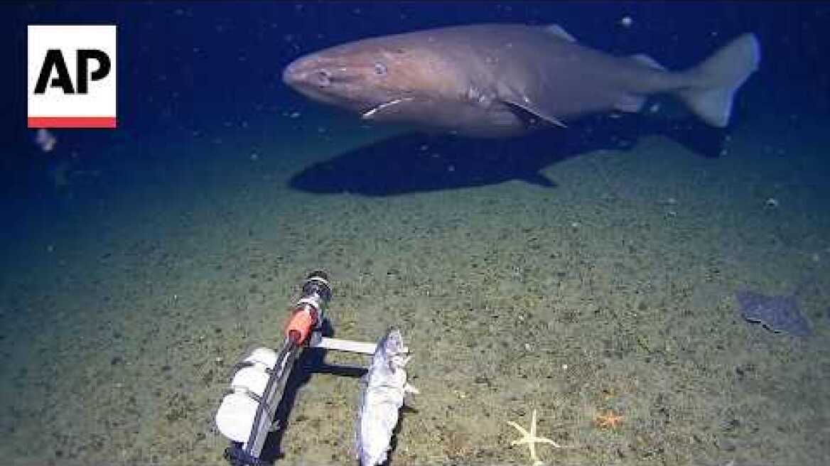WATCH: Shark caught on camera for the first time in Antarctica