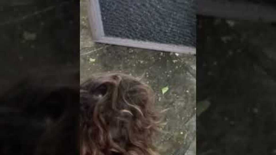 A little girl said monsters were in her bedroom  It was 60,000 bees  creative paws #worldnews