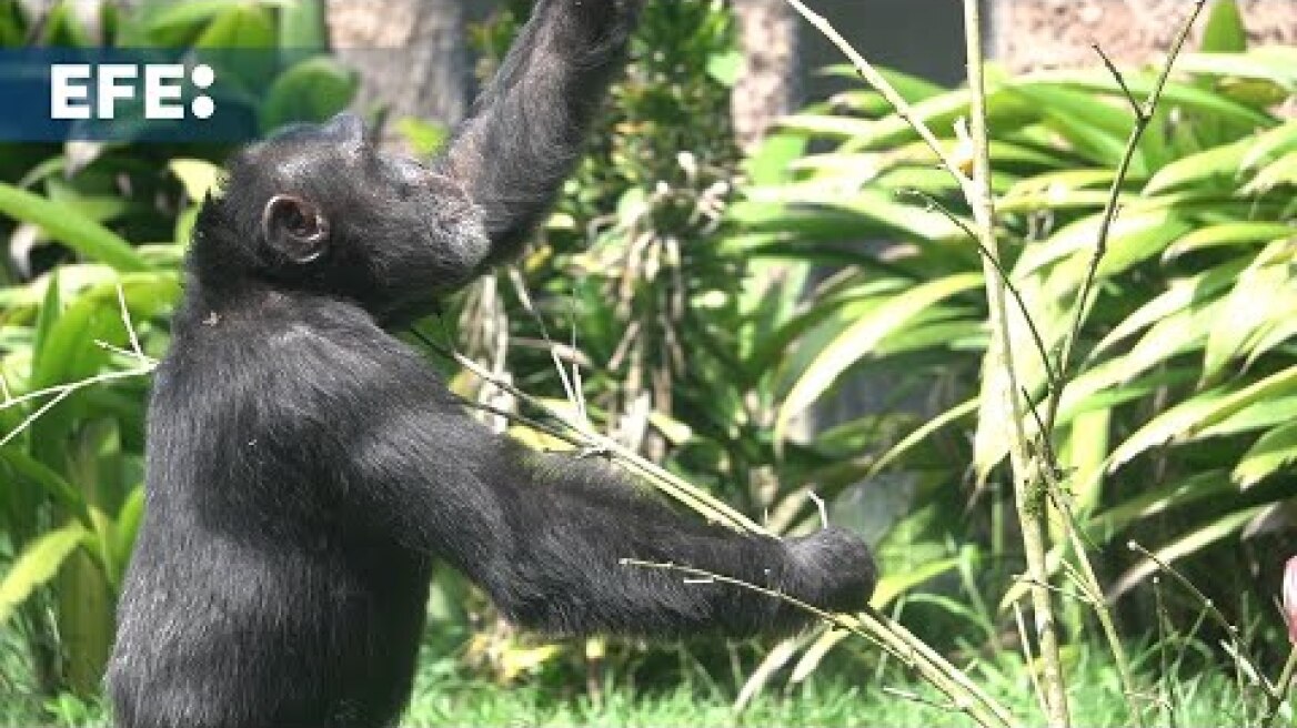 Yoko, el último chimpancé en cautiverio en Colombia, es trasladado a santuario en Brasil