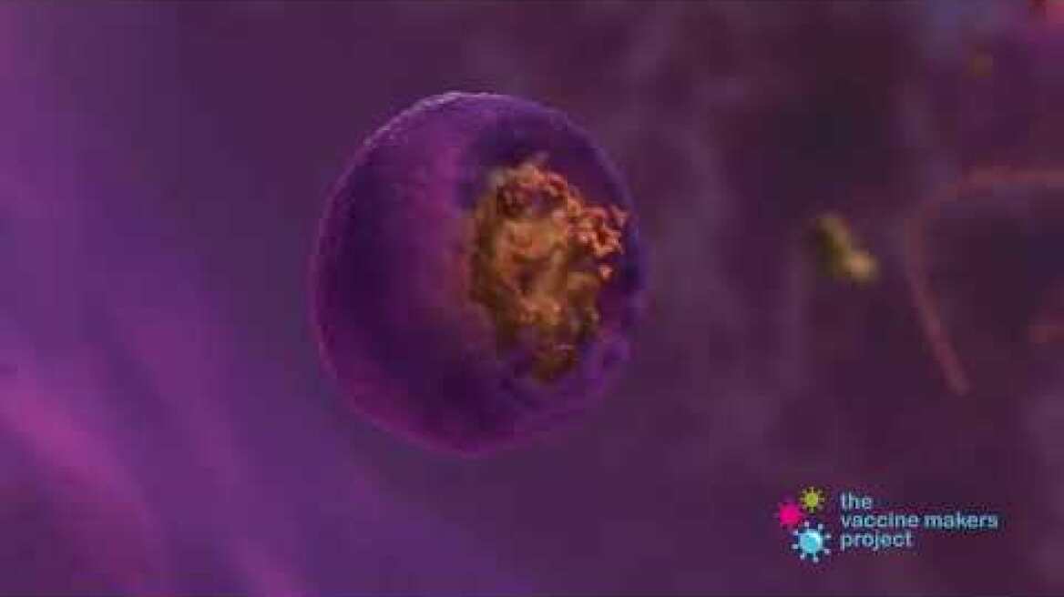 Πώς δουλεύουν τα εμβόλια MRNA