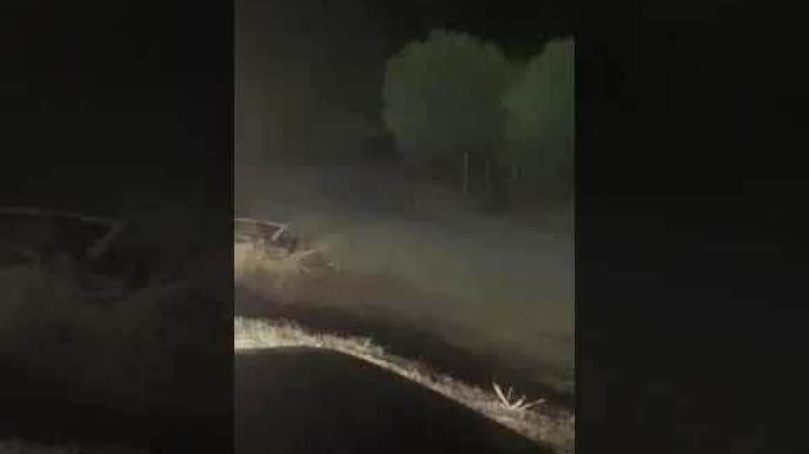 Λύκος στη Χαλκιδική