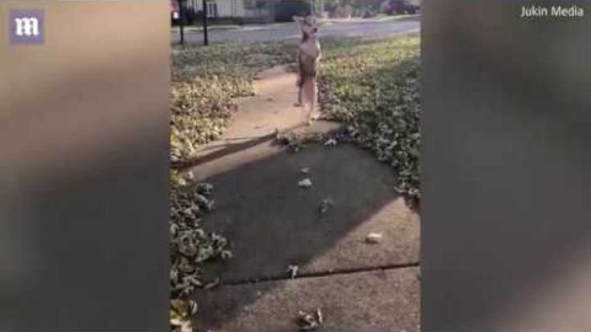 Μικρόσωμο σκυλί περπατάει σαν άνθρωπος