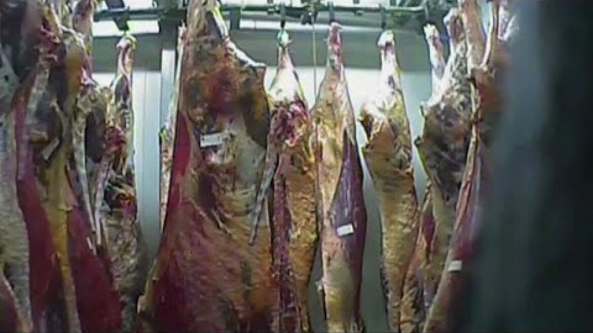 Poland sick cow slaughterhouse: meat from closed abattoir 'sold to nine EU countries'