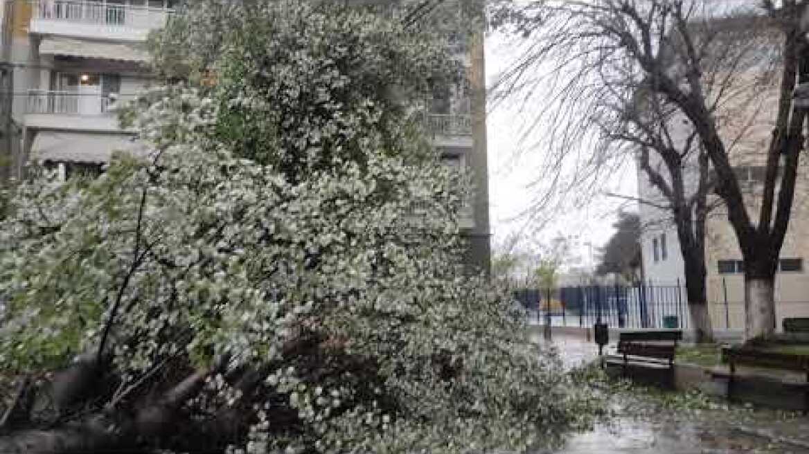 ThessToday.gr - Πτώση δέντρου Θεσσαλονίκη