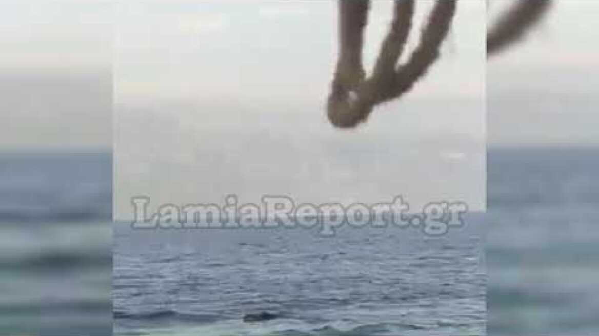 LamiaReport.gr: Αγριογούρουνο στη θάλασσα