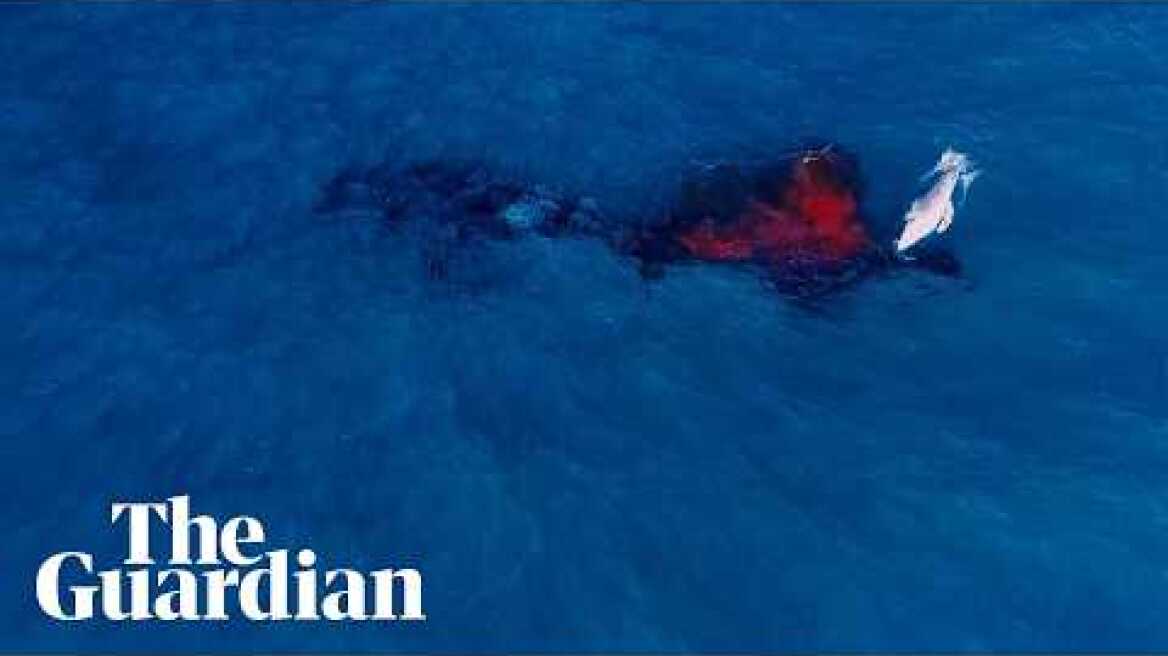 Rare moment humpback whale gives birth captured by drone off Australian coast
