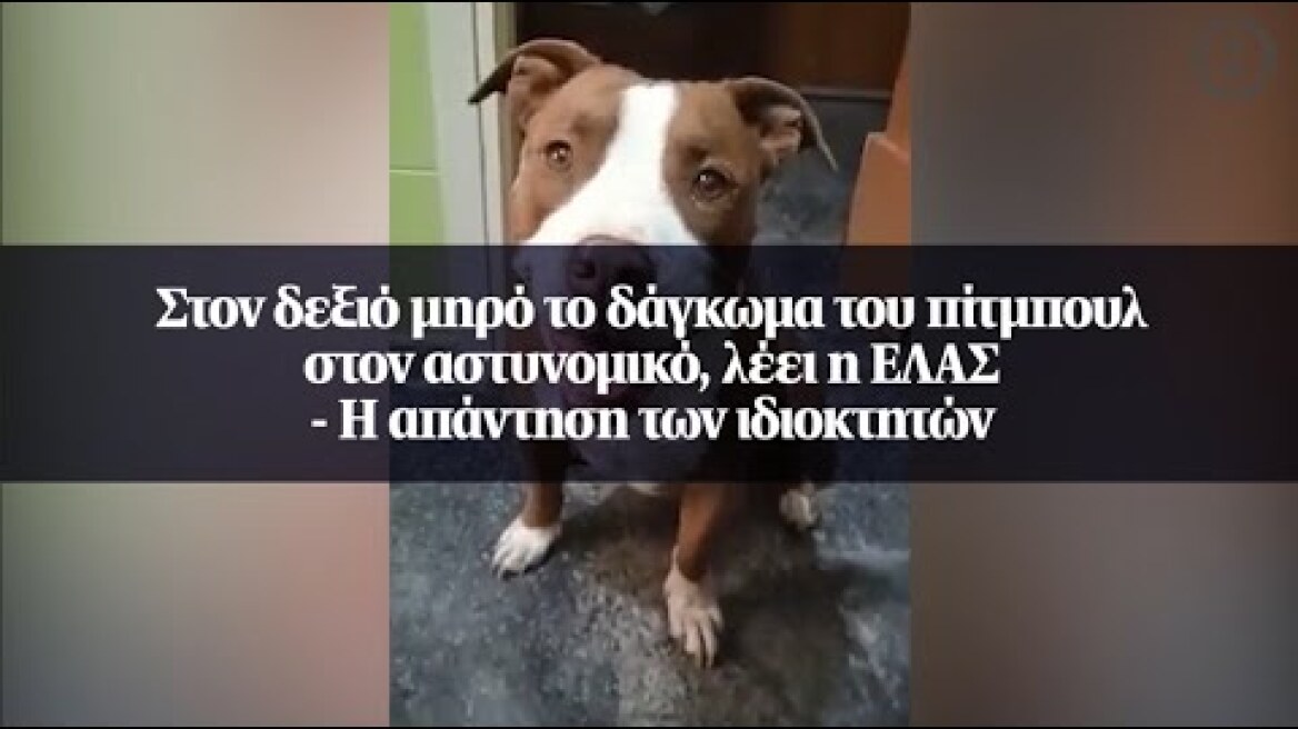 Στον δεξιό μηρό το δάγκωμα του πίτμπουλ στον αστυνομικό, λέει η ΕΛΑΣ - Η απάντηση των ιδιοκτητών