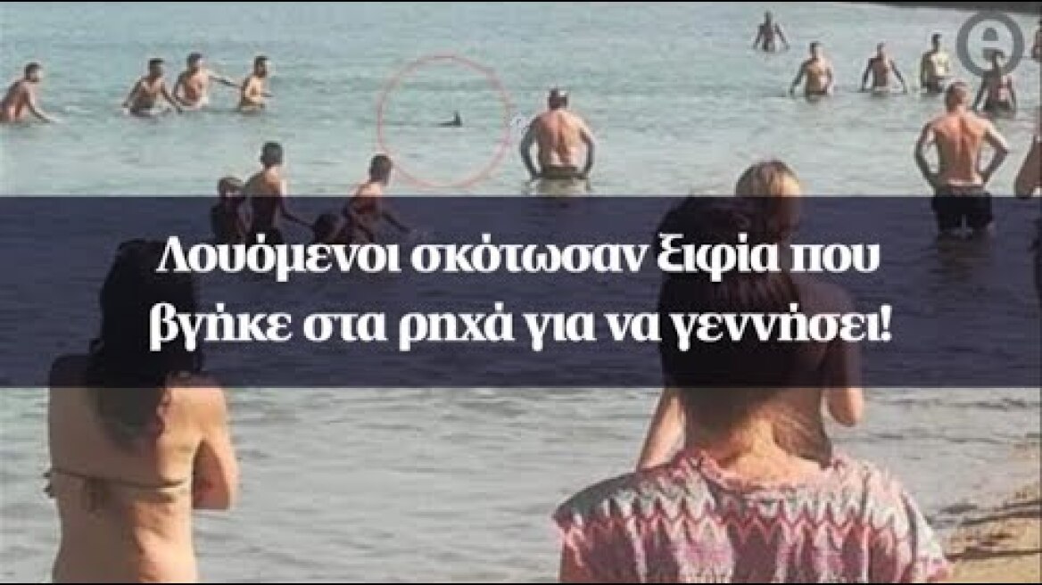 Λουόμενοι σκότωσαν ξιφία που βγήκε στα ρηχά για να γεννήσει!