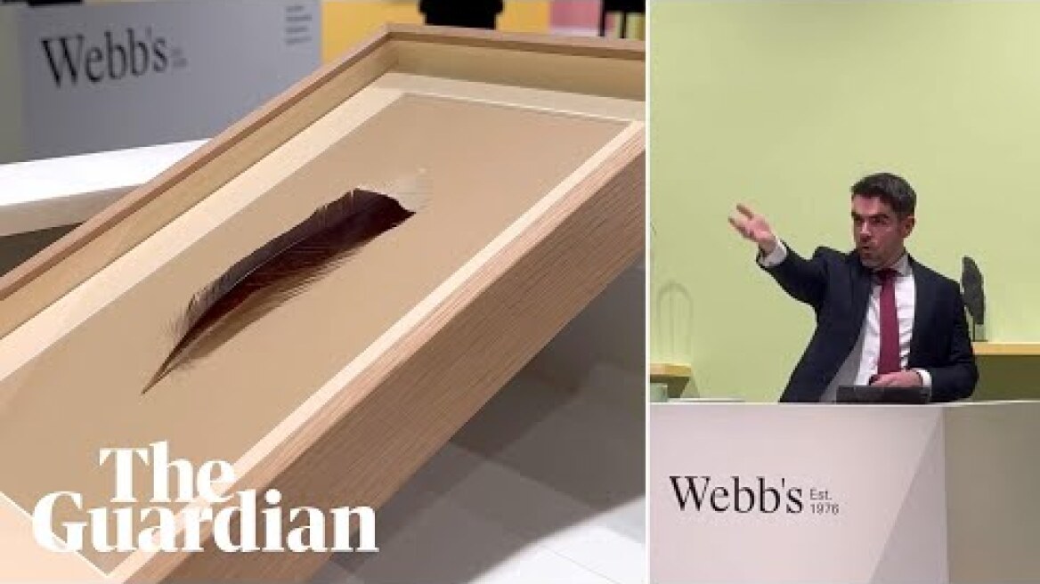 Feather from extinct New Zealand huia auctioned for record-breaking figure