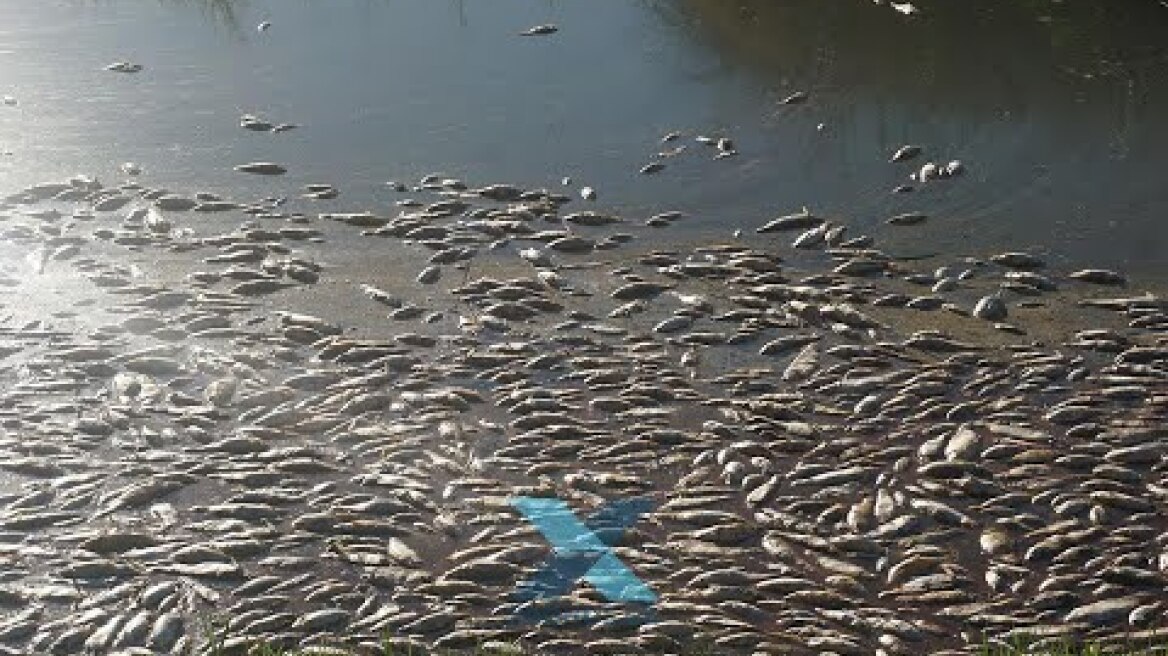 Εκατοντάδες νεκρά ψάρια στον Ποταμό Κομψάτο στη Ροδόπη | xronos.gr