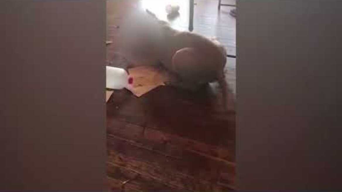 Horrific moment woman finds neighbor's pit bull eating her cat