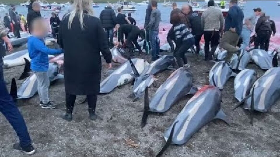 Anger as hundreds of dolphins hunted in annual Faroe Islands slaughter