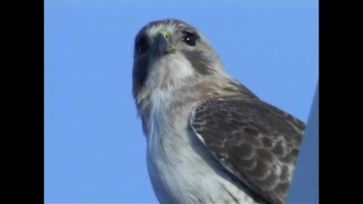 From 2003: Pale Male, NYC's favorite hawk