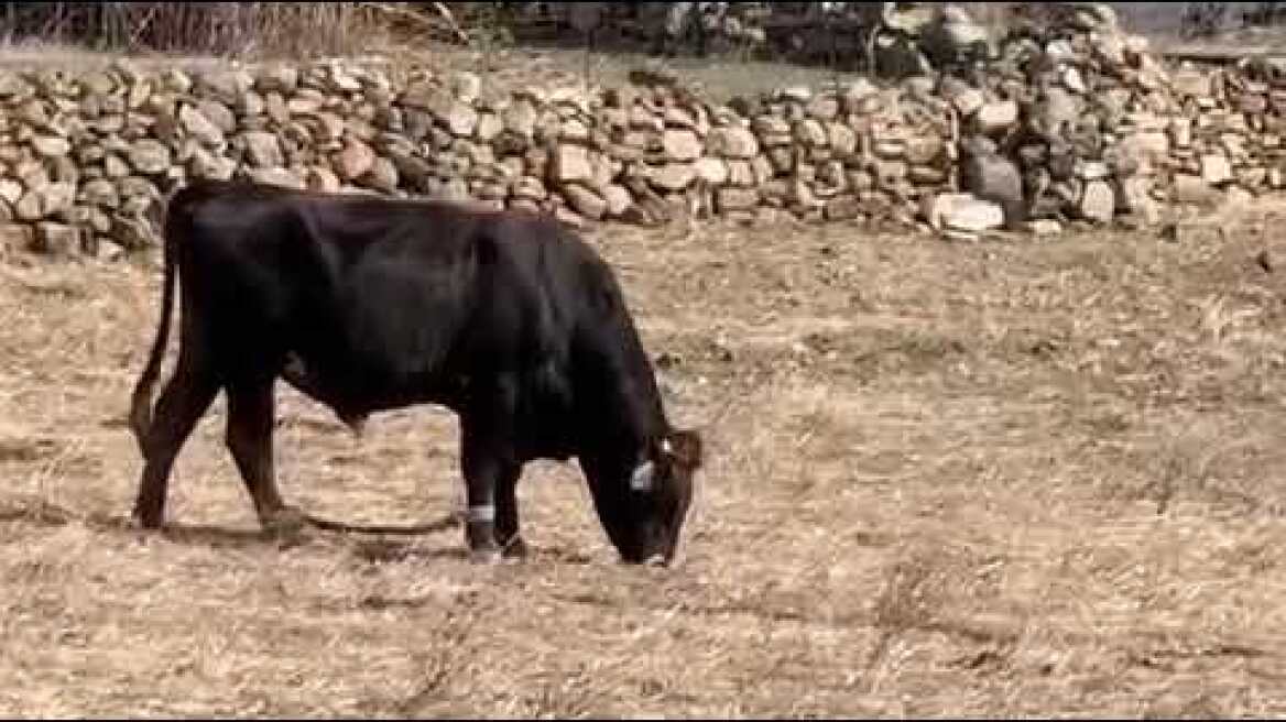 Κακοποίηση ταύρου