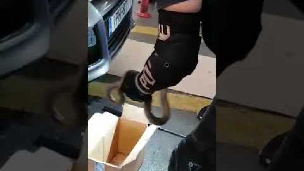 Φιδι έφερε τον τρόμο στα ΚΤΕΛ Κηφισσού- Απεγκλωβισμός από την ΔΙΑΣ