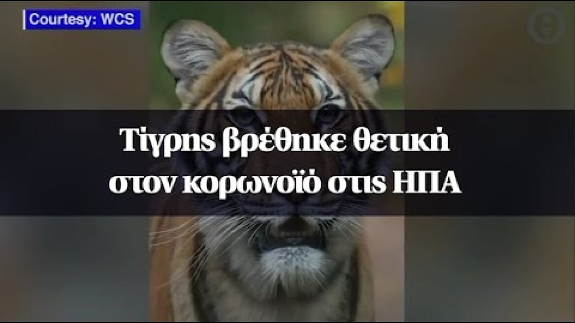 Τίγρης βρέθηκε θετική στον κορωνοϊό στις ΗΠΑ