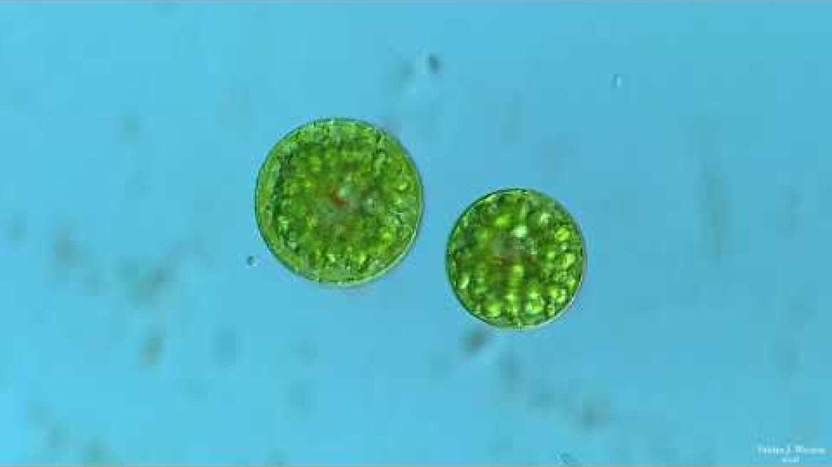 Euglena Encystment