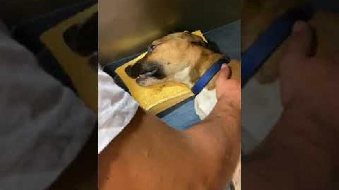 Θεσσαλονίκη: «Πέρασε πάνω από το σκυλί και το εγκατέλειψε αιμόφυρτο» λέει η ιδιοκτήτρια του ζώου