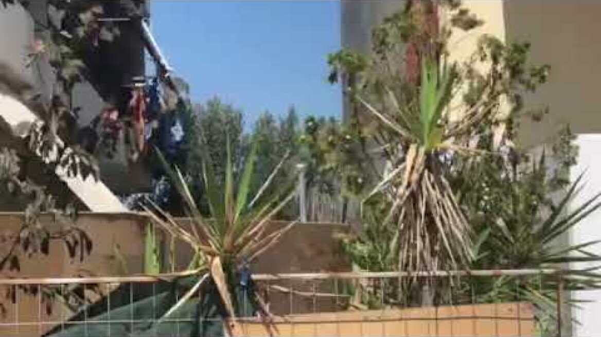 Στο μπαλκόνι  ο σκύλος της οικογένειας