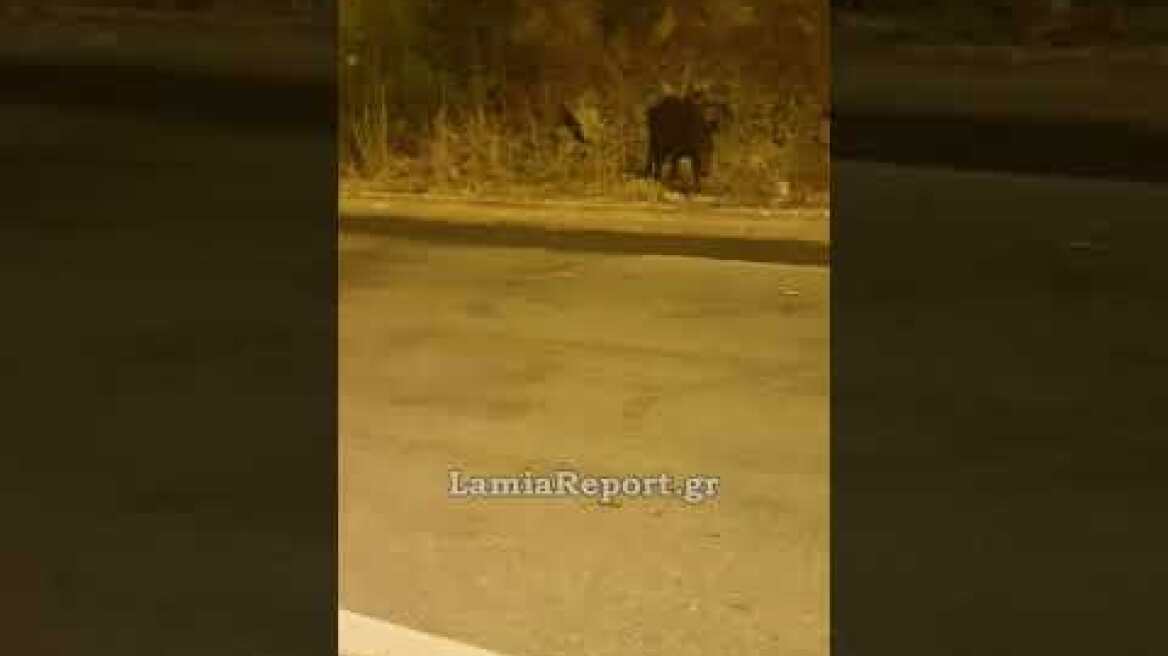 LamiaReport.gr: Κοπάδι από αγριογούρουνα βόσκει ανέμελο δίπλα στα σπίτια στον Περιφερειακό