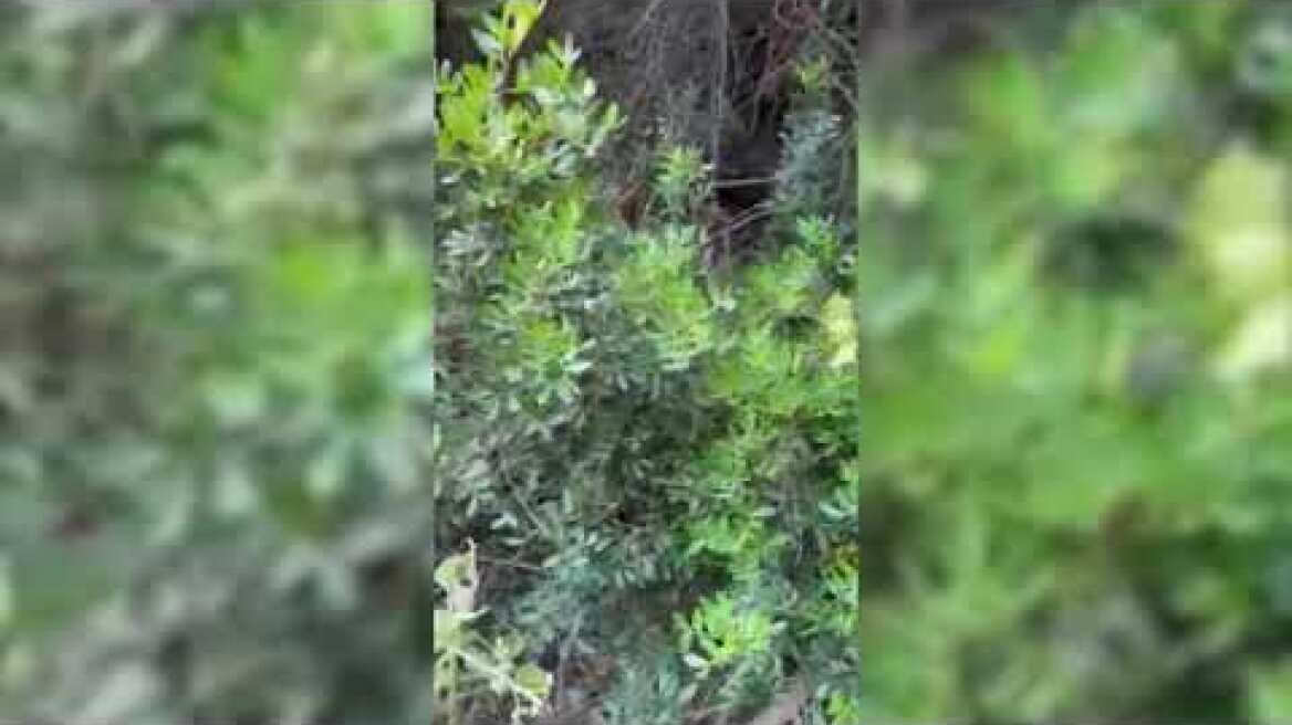 Εξιχνίαση διακεκριμένης κλοπής από την Εθνική Πινακοθήκη - Εντοπισμός πινάκων.