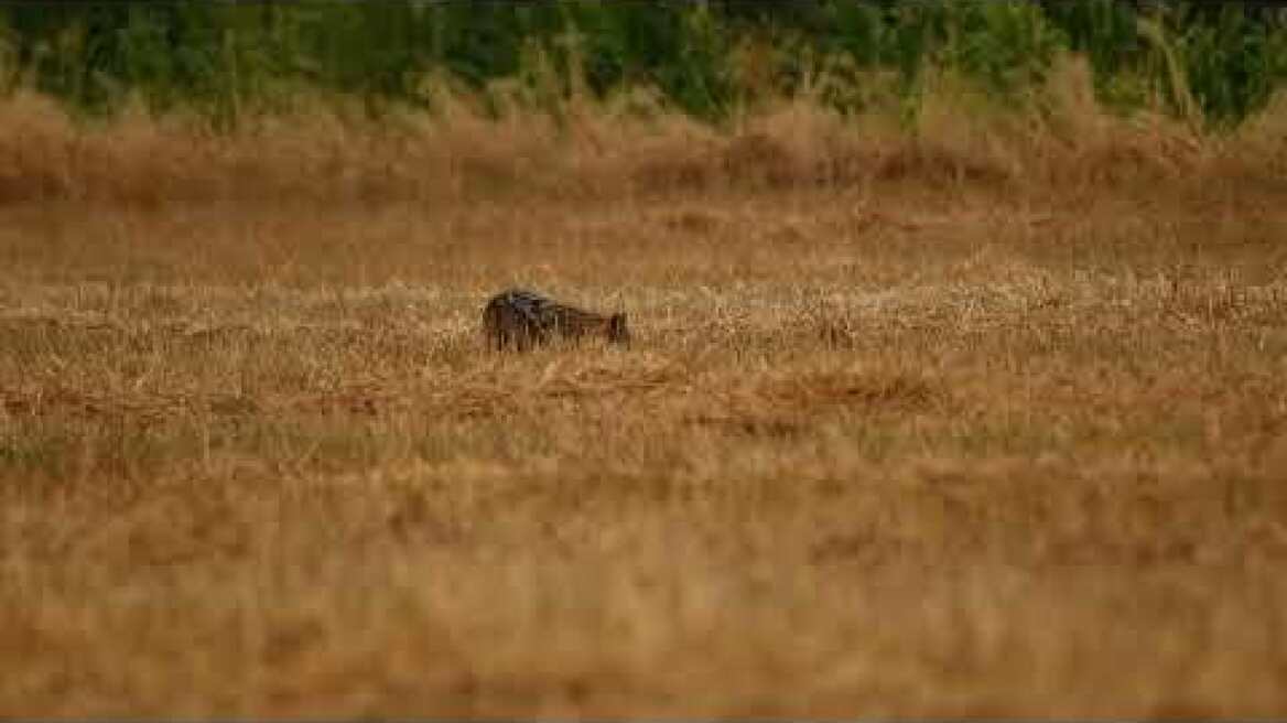 Canis aureus - Lake Karla - 9 July 2022