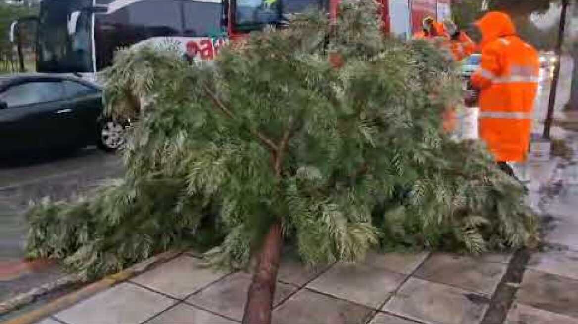 Πτώση δέντρου στην Ακτή Δυμαίων λόγω κακοκαιρίας