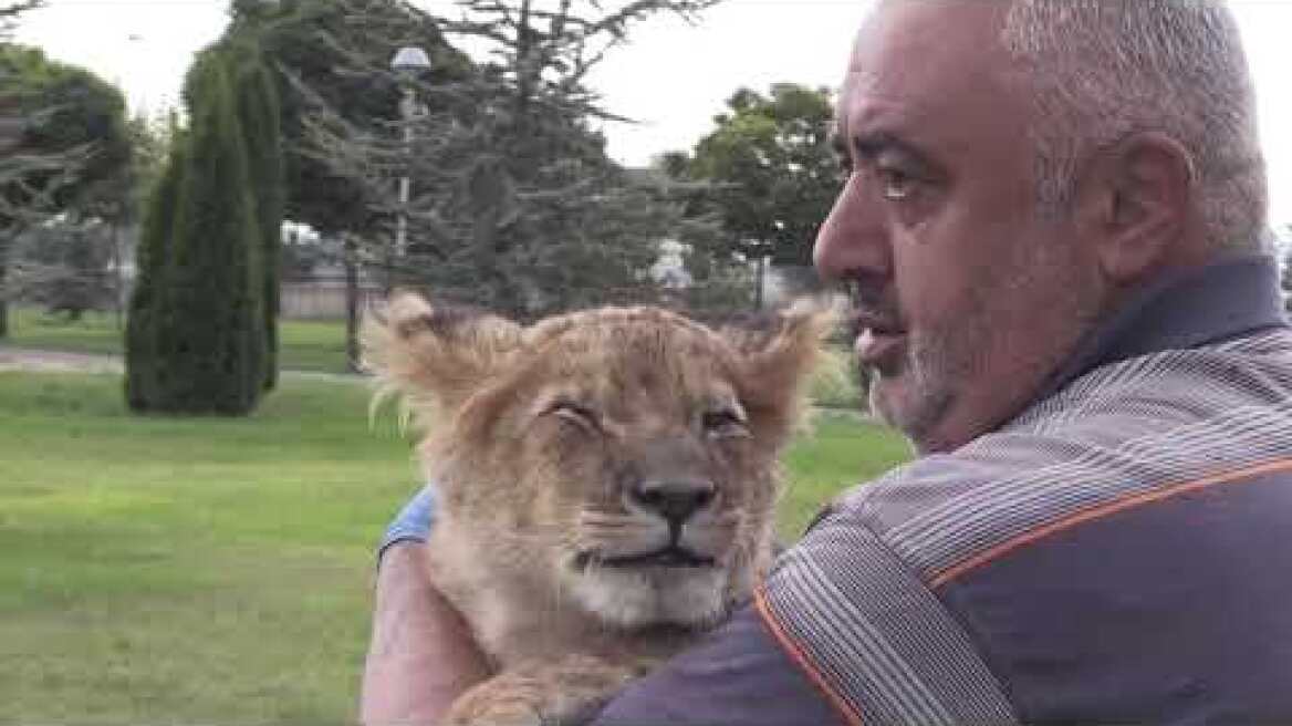 Lion cub "Pusat" lives with zookeepers in central Turkey