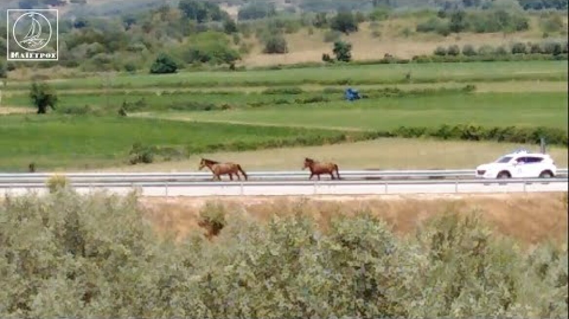 Άλογα καλπάζουν στην Iόνια Οδό