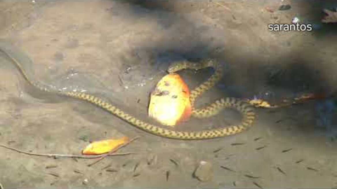 Incredible scene of nature with fish in snake mouth /drone/ Απίστευτη σκηνή με ψάρι στο στόμα φιδιού