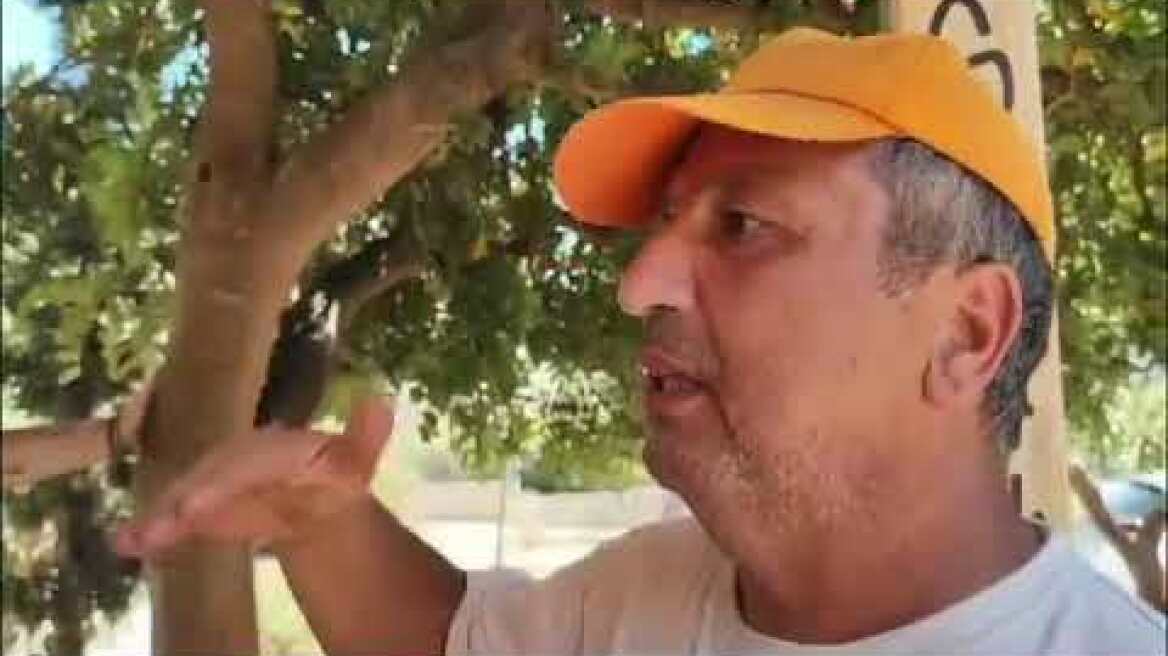 Παπάγου: Δημοτικός υπάλληλος καταπλακώθηκε από δέντρο (2)