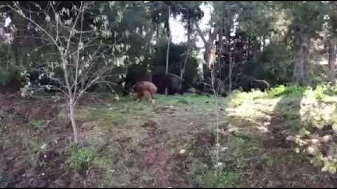 Αγριογούρουνα Εκάλη (2)