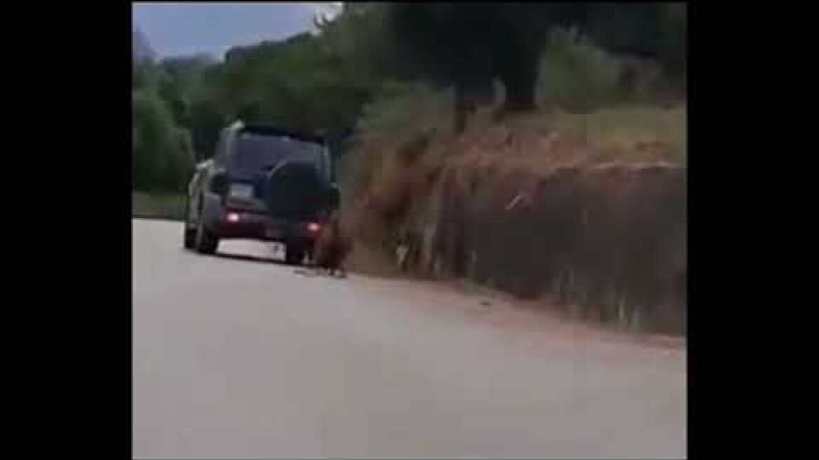 Αποτρόπαιο περιστατικό βασανισμού ζώου στο Μουζάκι - Κατοίκος έσερνε με αυτοκίνητο τετράποδο