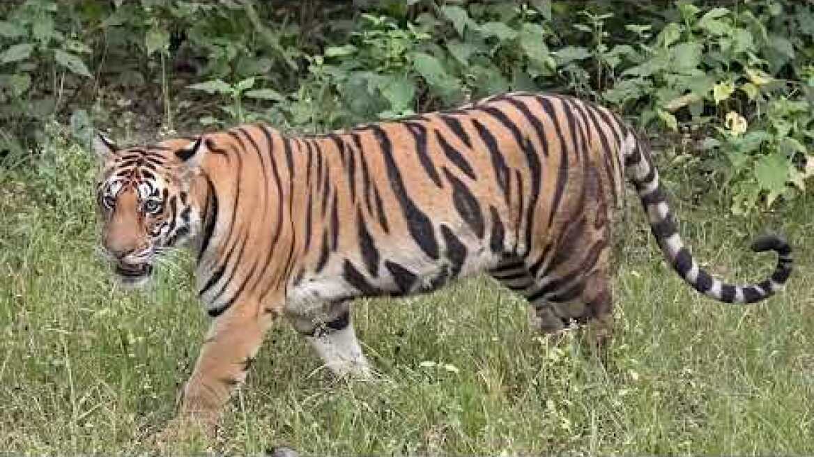 Tiger Attacks In Northeast China