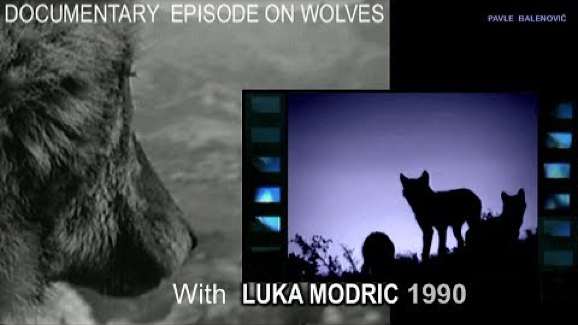 Wolf Attack Sequence (napad vukova) Tulove grede, Velebit