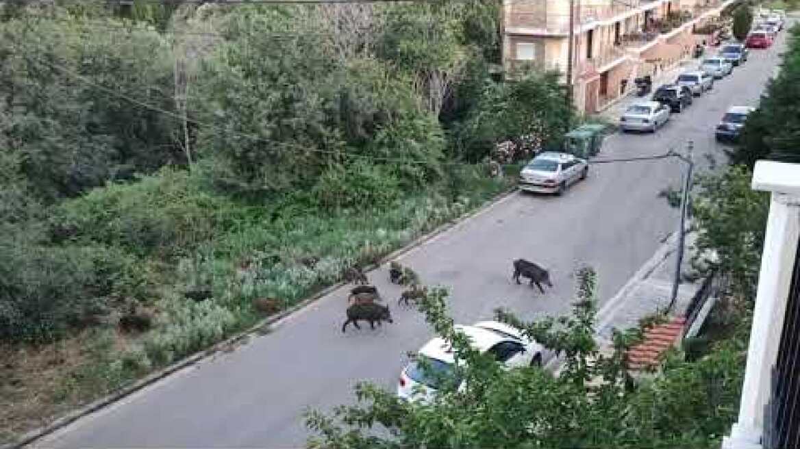 Αγριογούρουνα (2)